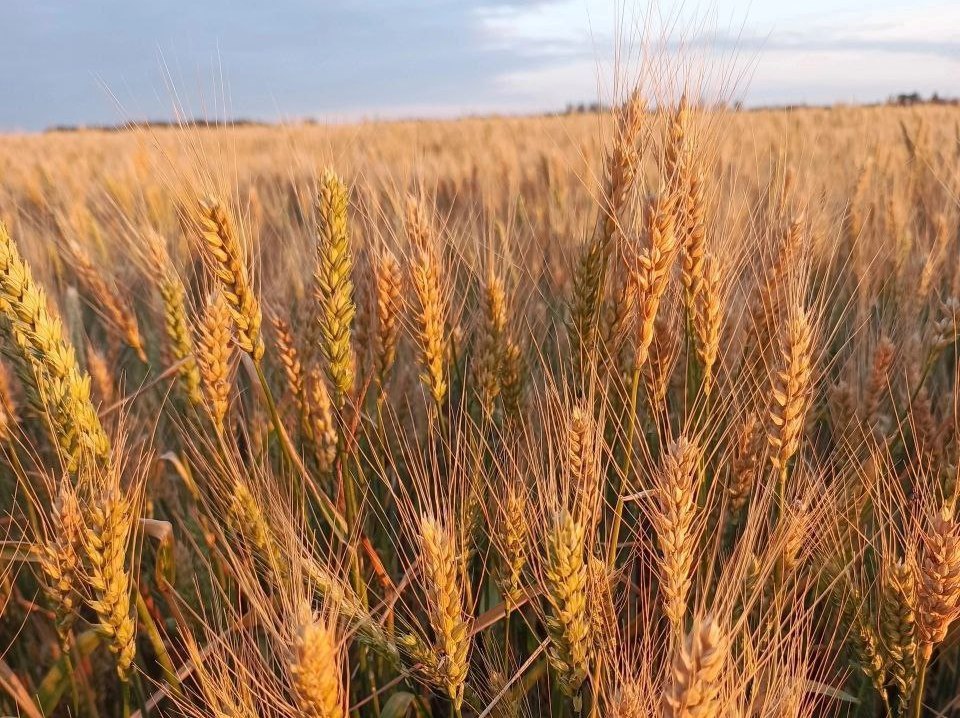 Саратовское зерно экспортируется в Азербайджан, Турцию, Иран, Туркмению и Казахстан